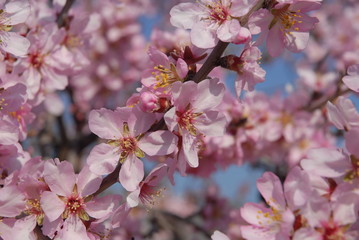 pink almond blossoms in spring