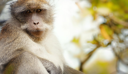 Macaca fascicularis (crab-eating or long-tailed macaque) in nature.