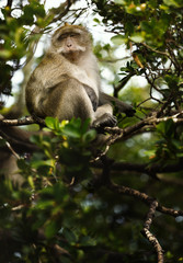Macaca fascicularis (crab-eating or long-tailed macaque) in nature.