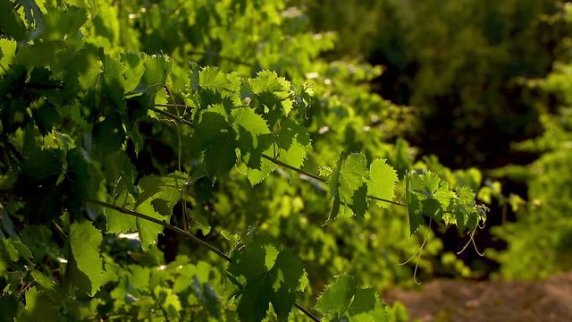 sunset organic vineyards Pignoletto from Bolognese Hill, Bologna - Emilia Romagna ITALY