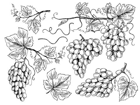Grape sketch. Floral pictures wine grapes with leaves and tendrils vineyard engraving vector hand drawn illustrations. Vine sketch graphic, vineyard crop, fruit grapevine