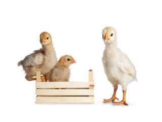 Group of 3 baby chicks. Two sitting in and on edge of little crate. One standing cheeky in front.  Isolated on white background. All looking to photographer.