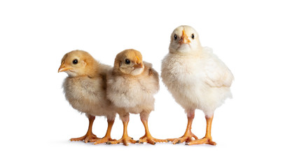 Group of 3 baby chicks sitting facing front in a row. Isolated on white background. All looking at camera.