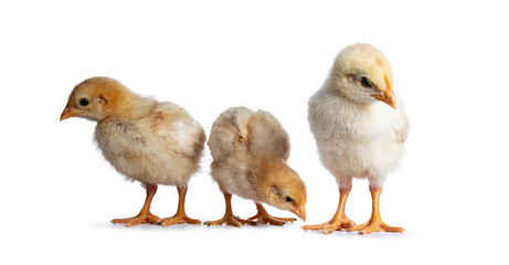 Group of 3 baby chicks sitting facing front in a row. Isolated on white background. All looking around for food.