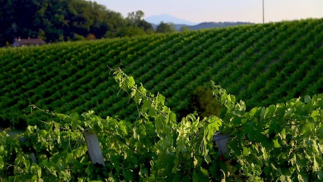 summer suggestions of the Bologna hills, Emilia Romagna, ITALY