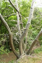 moth caterpillars in a thick white web covered trees