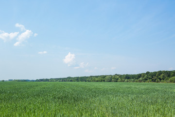 Unripe Rye Field. Summer nature