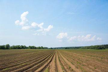 Fototapeta na wymiar Field with rows of planted potatoes