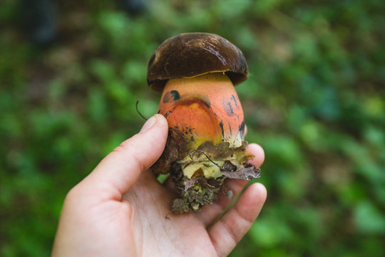 Inedible satanic mushroom in hand