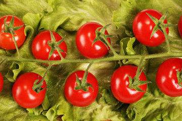 Ripe fresh Juicy organic brunch of cherry tomatoes on Green Lettuce on a white table