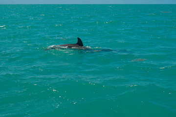 Fototapeta premium Dolphins in the biosphere of Sian Ka'an nature reserve