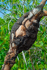 Termite mound on mangrove trunk in the biosphere of Sian Ka'an nature reserve