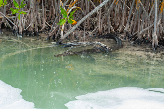Alligator in the biosphere of Sian Ka'an nature reserve