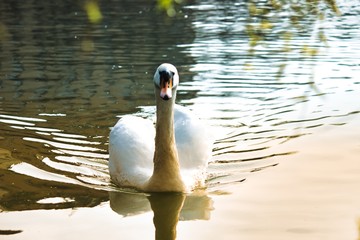 Schwan-see, wasser, 