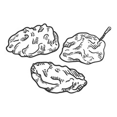 Vector Sketch Illustration - Prune. Dried Plum.
