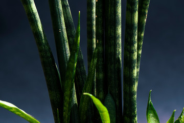 green plant leaves