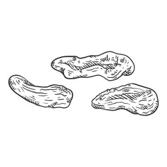 Vector Sketch Illustration - Dried Apricot