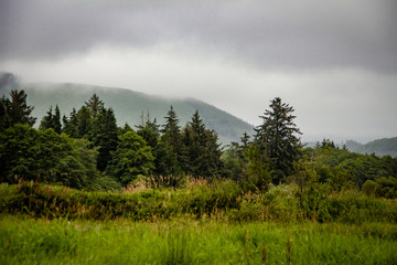 Pacific Northwest Forest