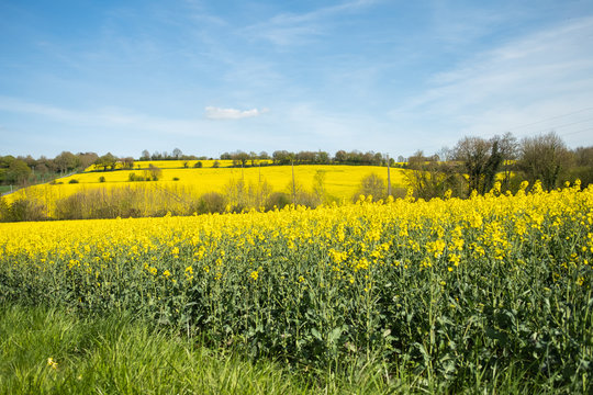 Flowers at Normandie