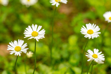 Fototapeta premium Field with fresh chamomile in green grass