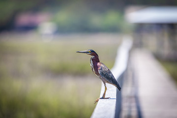 Green Heron