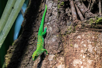 Green Geko from Masoala Madagaskar hanging tree © Dominik