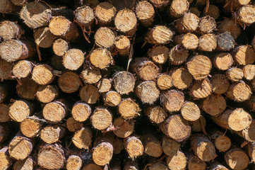 Fototapeta premium Texture on cut down tree logs stacked