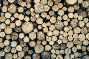 Texture on cut down tree logs stacked