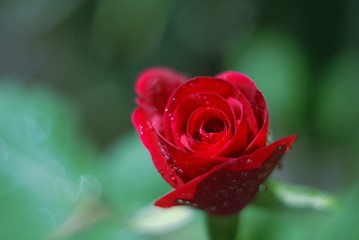 Red rose with drops of water