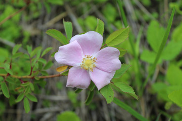 Obraz premium Climbing wild rose at the Somme Prairie Nature Preserve in Northbrook, Illinois