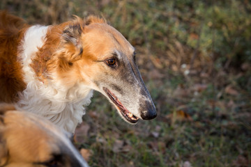 Portrait of the Russian greyhound outdoors in autumn