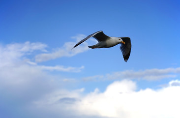 segelnde Silbermöwe