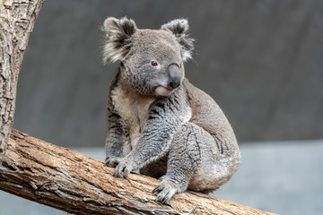 Koala Bear in zoo hanging on a tree