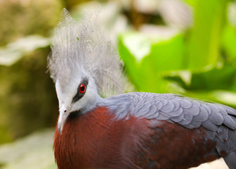 Crowned pigeon portrait