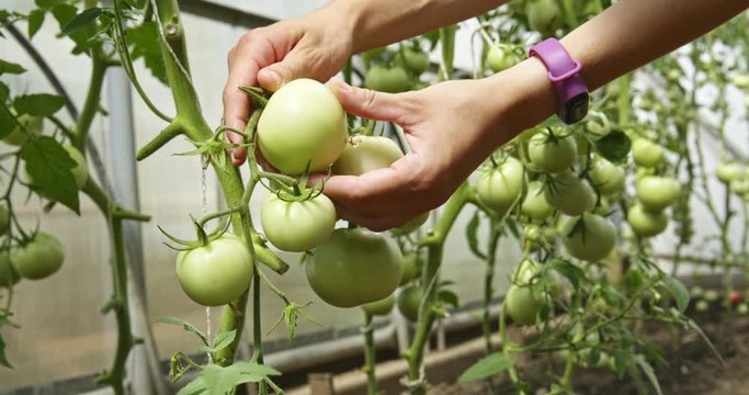 Woman farmer checking by hand bush with green tomatoes