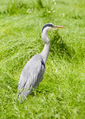 Heron