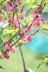Flowers nature amazing face of nature