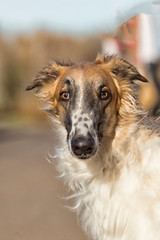 Portrait of the Russian greyhound outdoors in autumn