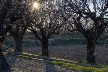 Obraz premium Spring scene landscape of nature