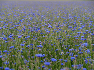 cornflower field at sunset blue beautiful flowers