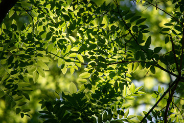 Dettail of a tree leaves at sring. THe sun passing trhough