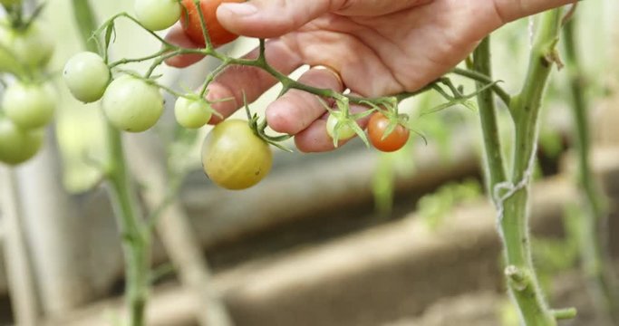Woman farmer checking by hand bush with green tomatoes