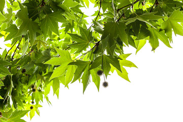 Leaves and fruits of a London plane