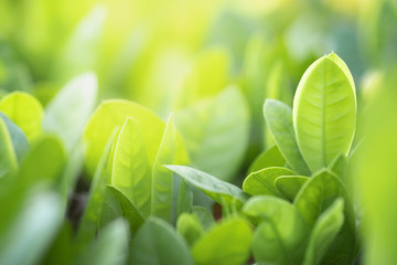 Closeup of nature green leaf and sunlight with greenery blurred background use as decoration ecology environment , fresh wallpaper concept. - Image