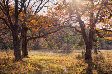 Fototapeta na wymiar Autumn landscape. Park in the fall. Forest in the fall.