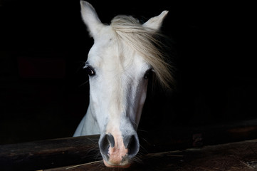 Portrait of a White Pony