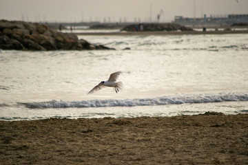 Bird flying over a spanish beach