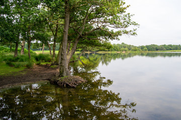 Landscape of Richmond park full of nature and wild life