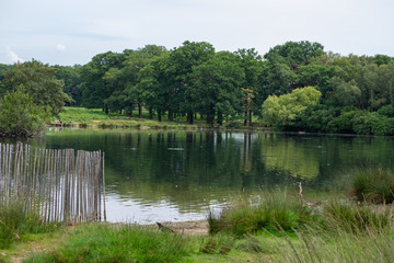 Landscape of Richmond park full of nature and wild life