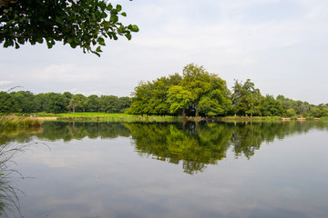 Fototapeta na wymiar Landscape of Richmond park full of nature and wild life